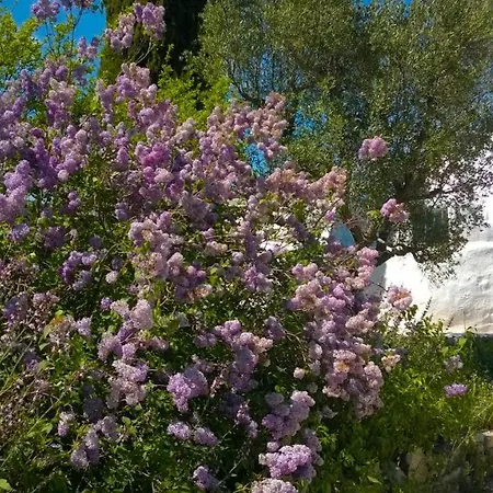 Trullo Rosa Blu