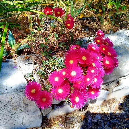 Trullo Rosa Blu * Ostuni